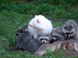 Penampakan Hewan Albino Langka yang Mempesona