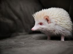 Penampakan Hewan Albino Langka yang Mempesona