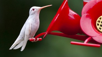 Burung Kolibri. Foto: Imgur