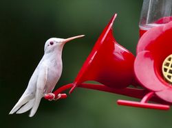 Penampakan Hewan Albino Langka yang Mempesona