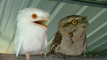 Burung Tawny Frogmouth. Foto: Imgur