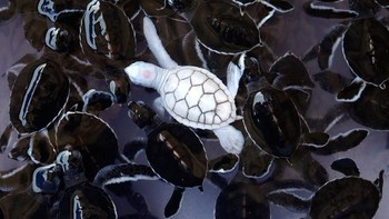 Kura-kura. Foto: Imgur