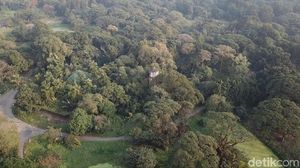 Foto Drone: Hutan dari Satu Pohon di India