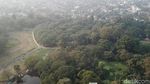 Foto Drone: Hutan dari Satu Pohon di India