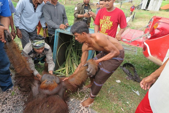 Patut Ditiru, Warga Lapor BKSDA Kalteng saat Ada Orangutan Nyasar