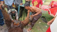 Orangutan itu ditemukan di kebun pisang, nanas, dan jeruk. Di wilayah ini, habitat orangutan memang sedikit. (Dok. BKSDA Kalteng)