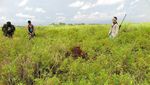 Foto: Orangutan yang Nyasar ke Kebun Warga di Kalteng Dievakuasi