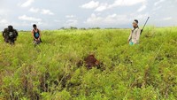 BKSDA Kalimantan Tengah mendapatkan laporan dari warga. Ada seekor orangutan yang masuk perkebunan warga. BKSDA pun ke lokasi untuk mengevakuasi orangutan tersebut. (Dok. BKSDA Kalteng)