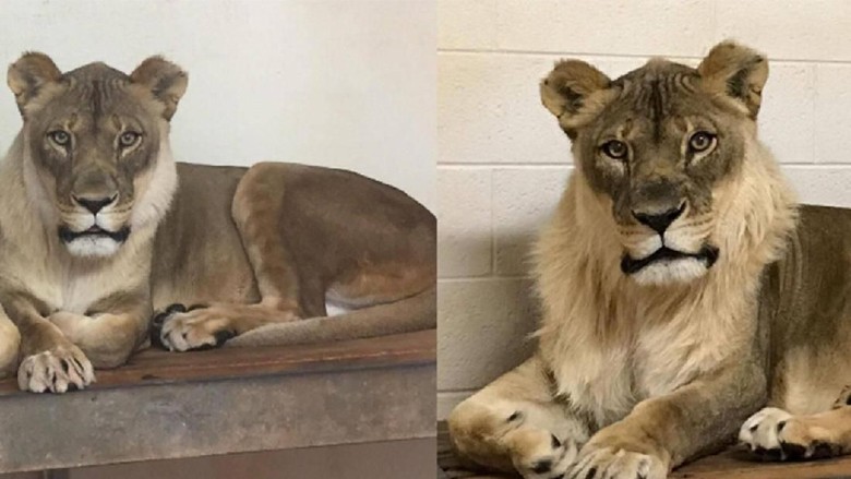 Singa Betina di Oklahoma Tumbuh Surai, Bikin Geger Pakar Zoologi Singa Betina di Oklahoma Tumbuh Surai, Bikin Geger Pakar Zoologi