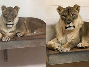 Singa Betina di Oklahoma Tumbuh Surai, Bikin Geger Pakar Zoologi