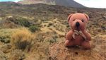 Foto: Teddy Bear yang Keliling Dunia