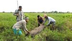 Foto: Orangutan yang Nyasar ke Kebun Warga di Kalteng Dievakuasi