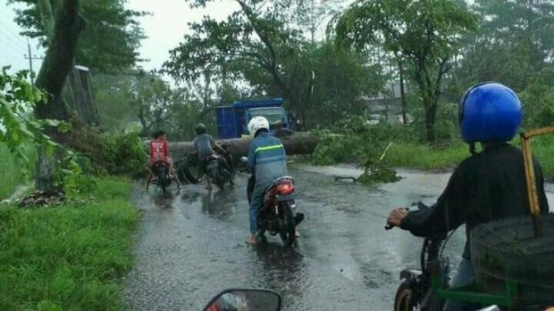Ada 9 pohon yang roboh