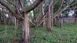Foto: Jelang Cap Go Meh, Warga Singapura Datangi Pulau Kemaro Sumsel