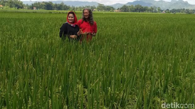 Puti Temui Petani Pembudidaya Padi Varietas Unggul MSP