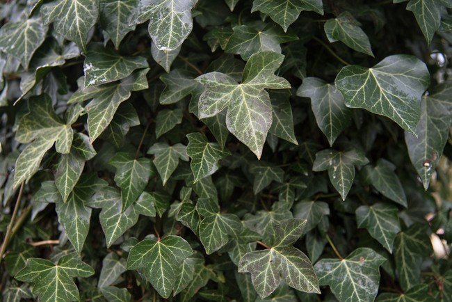 European Ivy juga cocok ditempatkan di kamar mandi. Tanaman ini bisa menyerap karbon dioksida sehingga udara jadi lebih bersih dari racun, metal dan formaldehyde. Foto: Thinkstock