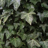 European Ivy juga cocok ditempatkan di kamar mandi. Tanaman ini bisa menyerap karbon dioksida sehingga udara jadi lebih bersih dari racun, metal dan formaldehyde. Foto: Thinkstock