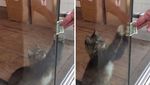 Lucu Banget! Kucing ini Kumpulkan Duit Buat Orang Miskin