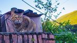 Foto: Ih Lucu, Desa Penuh Kucing di Taiwan