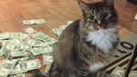 Lucu Banget! Kucing ini Kumpulkan Duit Buat Orang Miskin