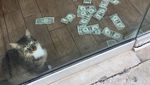 Lucu Banget! Kucing ini Kumpulkan Duit Buat Orang Miskin