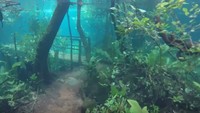 Foto: Aliran sungai  Olho DAgua yang berada di di sebelah jalur hiking pun meluap. Kalau biasanya turis hanya bisa berenang di Sungai  Olho DAgua, banjir ini membuat penjaga hutan bisa berenang di kawasan hutan. (Recanto Ecologico Rio da Prata/Youtube)