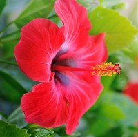 Kembang Sepatu bagus ditempatkan di kamar tidur anak atau bayi. Tanaman ini mengeluarkan phytoncide, senyawa antimikroba yang membuat udara di sekitarnya lebih sehat dan bersih. Foto: Thinkstock