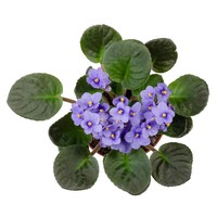 Satu pot tanaman Violet Afrika akan membuat semut-semut mengganggu ogah mendekat ke dapur kamu. Foto: Thinkstock