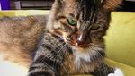 Lucu Banget! Kucing ini Kumpulkan Duit Buat Orang Miskin