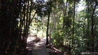 Untuk menuju ke air terjun, traveler mesti melewati hutan pohon bambu, sengon dan juga pohon lainnya. Pemandangannya hijau dan menyejukkan. (Eko Susanto/detikTravel)