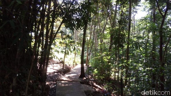 Untuk menuju ke air terjun, traveler mesti melewati hutan pohon bambu, sengon dan juga pohon lainnya. Pemandangannya hijau dan menyejukkan. (Eko Susanto/detikTravel) Untuk menuju ke air terjun, traveler mesti melewati hutan pohon bambu, sengon dan juga pohon lainnya. Pemandangannya hijau dan menyejukkan. (Eko Susanto/detikTravel)