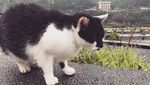 Foto: Ih Lucu, Desa Penuh Kucing di Taiwan