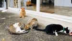 Foto: Ih Lucu, Desa Penuh Kucing di Taiwan