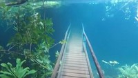 Foto: Ia berenang ke jalur hiking dengan tenang. Terlihat bahwa banjir malah membuat jembatan dan pepohonan di sekitar daerah tersebut makin cantik. Air banjir menjadi jernih karena sungai juga membelah kawasan karst. (Recanto Ecologico Rio da Prata/Youtube)