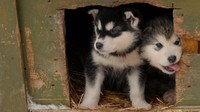 Anak anjing Siberian Husky yang lucu-lucu. Adalah sekawanan anjing husky yang dirangkai menjadi kereta yang membuka jalurnya (BBC Travel)