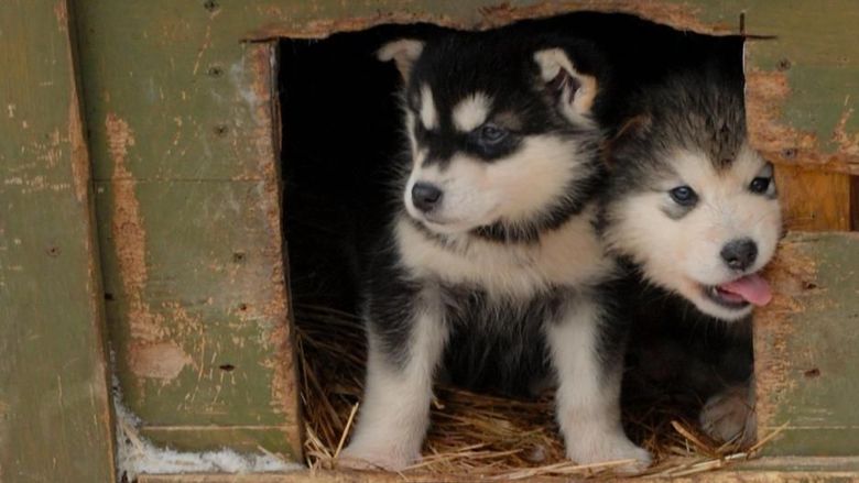 Anjing Husky Alberta Anjing Husky Alberta, Kanada