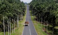 Harga CPO Terbang Tinggi, Jadi Berkah Saat Rupiah Loyo