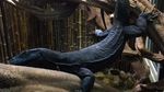 Foto: Black Dragon, Si Komodo Hitam yang Gahar