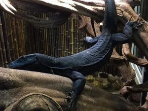 Foto: Black Dragon, Si Komodo Hitam yang Gahar