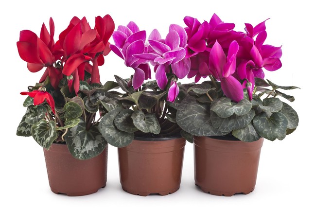 Bunga Cyclamen berkhasiat menghilangkan lelah, mengatasi insomnia juga depresi. Foto: Thinkstock