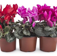 Bunga Cyclamen berkhasiat menghilangkan lelah, mengatasi insomnia juga depresi. Foto: Thinkstock
