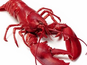 Ada Kesalahan Jumlah Kaki, Emoji Lobster Direvisi