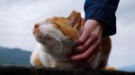Foto: Ih Lucu, Desa Penuh Kucing di Taiwan