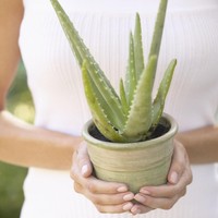 Ingin dapur lebih sehat dan bersih? Tempatkan Lidah Buaya di dekat wastafel. Tanaman ini berkhasiat membersihkan udara dari formaldehyde dan benzol. Foto: Thinkstock