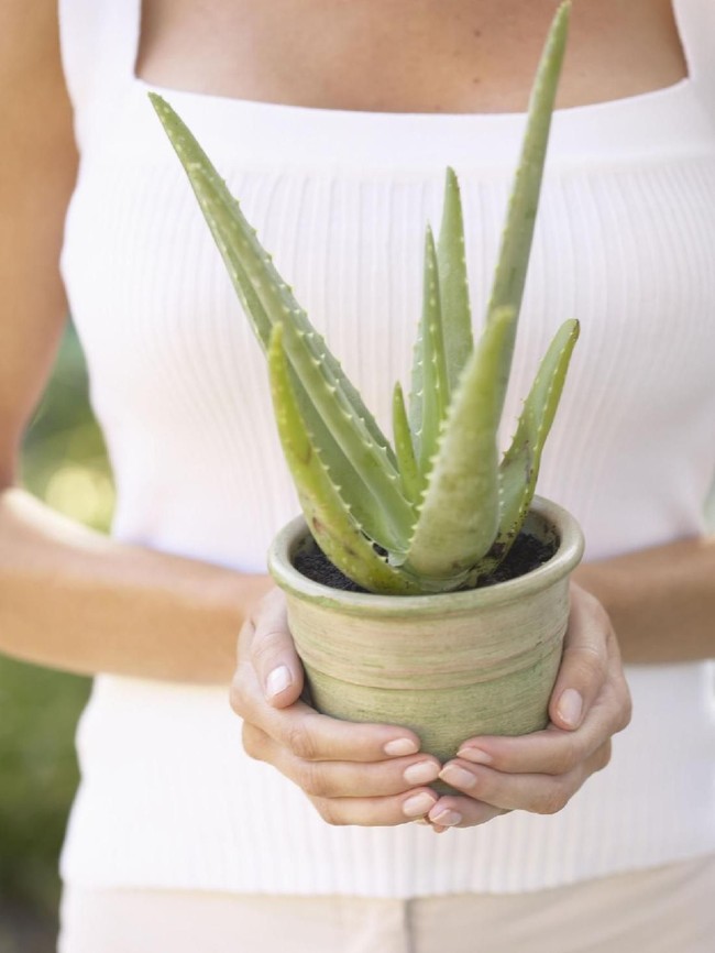 Ingin dapur lebih sehat dan bersih? Tempatkan Lidah Buaya di dekat wastafel. Tanaman ini berkhasiat membersihkan udara dari formaldehyde dan benzol. Foto: Thinkstock