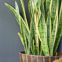 Untuk mendapatkan kualitas tidur yang lebih baik, coba taruh Lidah Mertua di kamar. Tanaman ini mengeluarkan oksigen fi malam hari sekaligus membersihkan udara dari racun. Foto: Thinkstock