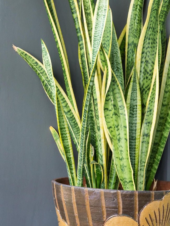 Untuk mendapatkan kualitas tidur yang lebih baik, coba taruh Lidah Mertua di kamar. Tanaman ini mengeluarkan oksigen fi malam hari sekaligus membersihkan udara dari racun. Foto: Thinkstock