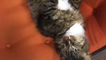 Lucu Banget! Kucing ini Kumpulkan Duit Buat Orang Miskin