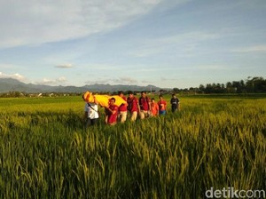 Pencari Rumput di Purworejo Ditemukan Meninggal di Sawah