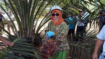 Klasterisasi Plasma Sawit Swadaya di Kutai Timur